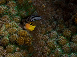 Clown Blenny in his domain. Ecsenius axelrodi.  Horseshoe... by John Roach 